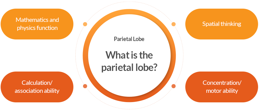 What is the parietal lobe?